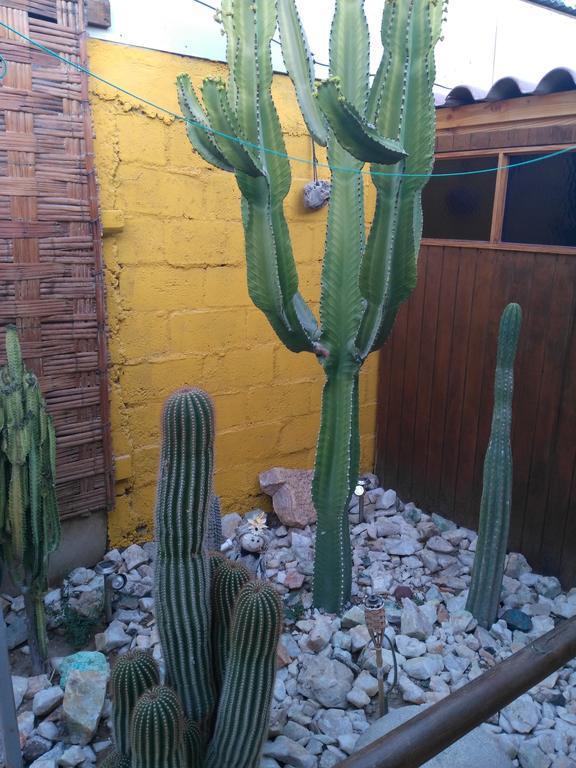 Hostal Cactus Copiapó Eksteriør billede